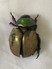 Anoplognathus olivieri