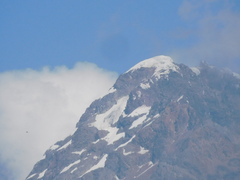 Orochelidon murina