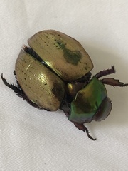 Anoplognathus olivieri