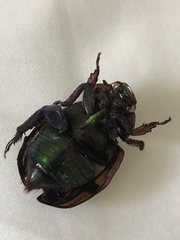 Anoplognathus olivieri