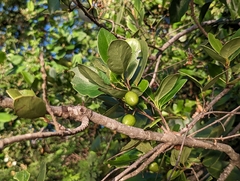 Elaeodendron xylocarpum