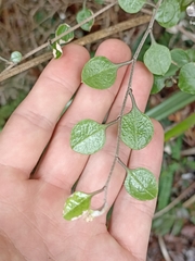 Helichrysum lanceolatum