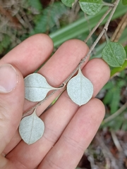 Helichrysum lanceolatum