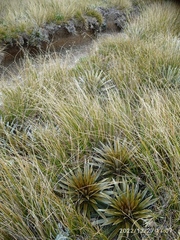 Celmisia armstrongii