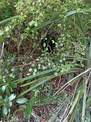 Helichrysum lanceolatum