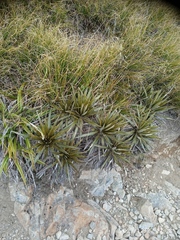 Celmisia armstrongii