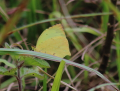 Abaeis salome jamapa