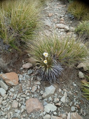 Celmisia armstrongii