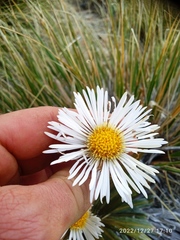 Celmisia armstrongii