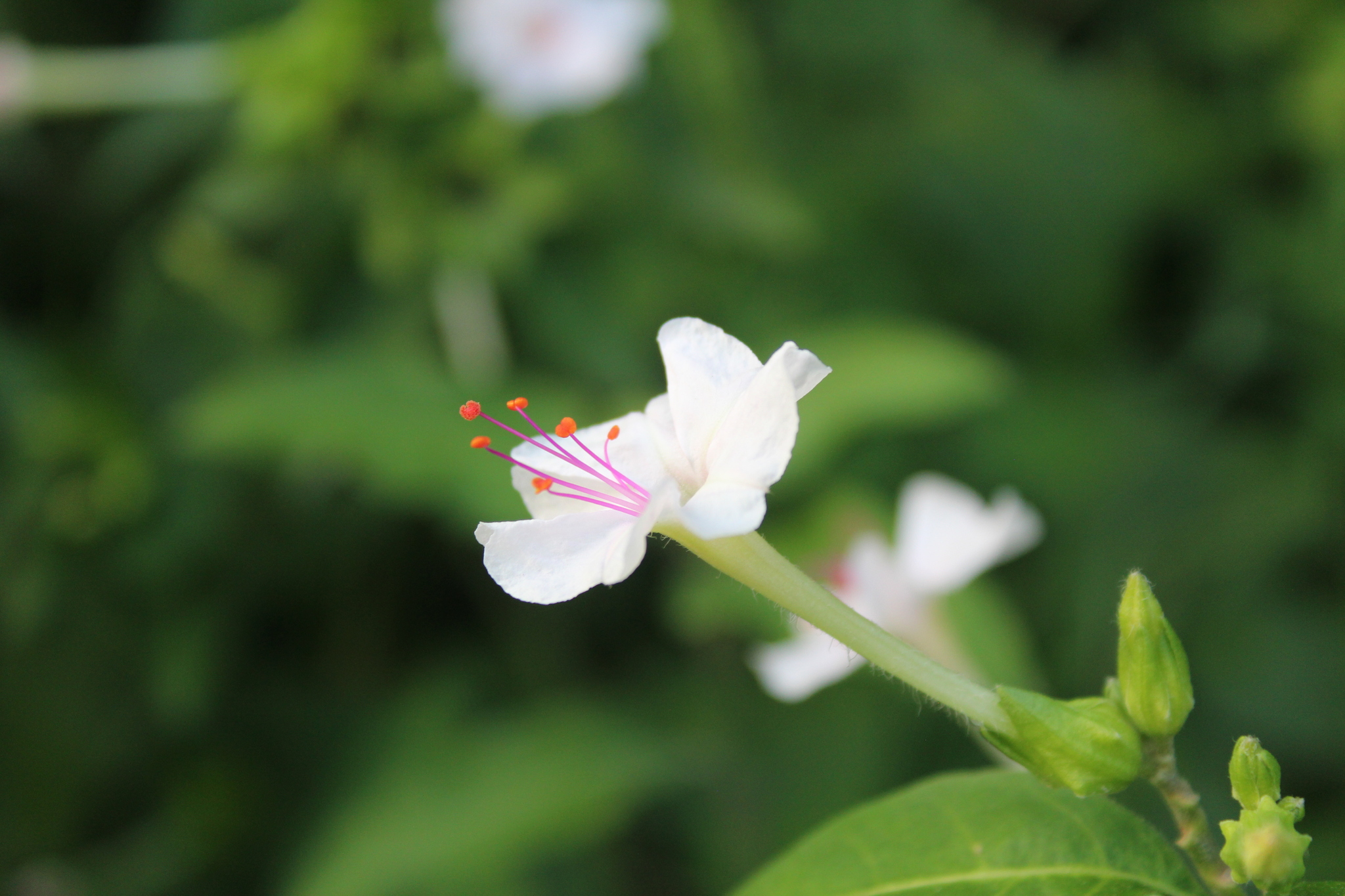 紫茉莉 (Mirabilis jalapa):原产地与用途 — 照片 3