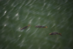 Cyprinus carpio carpio