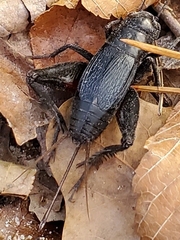Gryllus veletis