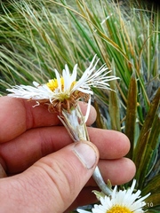 Celmisia armstrongii