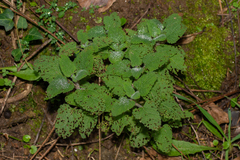 Teucrium scorodonia
