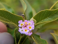 Lantana involucrata