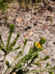 Pultenaea tuberculata