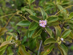 Lantana involucrata