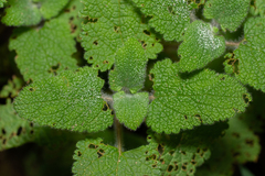 Teucrium scorodonia