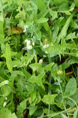 Silene vulgaris