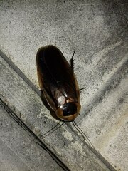 Blaberidae