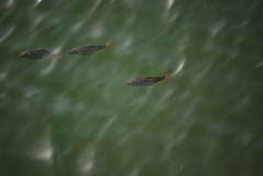 Cyprinus carpio carpio