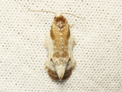 Henricus fuscodorsana