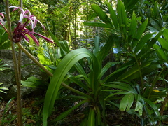 Crinum × amabile