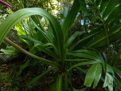 Crinum × amabile