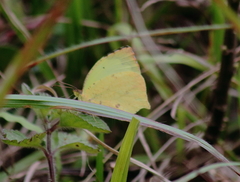 Abaeis salome jamapa