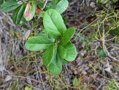 Pithecellobium keyense