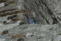 Columba livia domestica