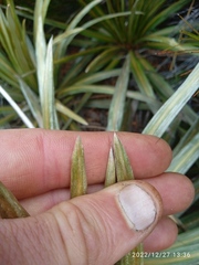 Celmisia armstrongii