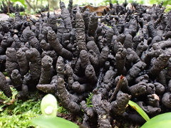 Xylaria fissilis