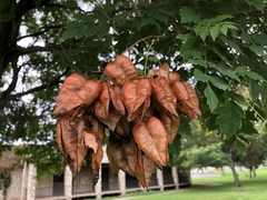 Koelreuteria paniculata