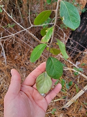 Forestiera ligustrina