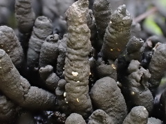 Xylaria fissilis