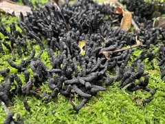 Xylaria fissilis