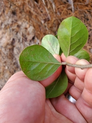Forestiera ligustrina