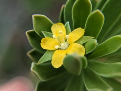 Suriana maritima
