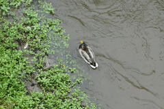 Anas platyrhynchos
