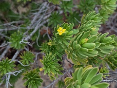 Suriana maritima
