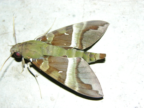 Whitebanded Nephele