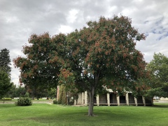 Koelreuteria paniculata