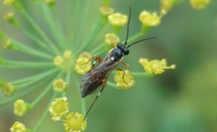 Diplazon laetatorius