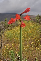 Zephyranthes phycelloides