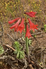 Zephyranthes phycelloides