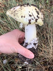 Amanita phalloides