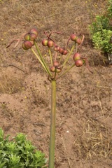 Zephyranthes phycelloides