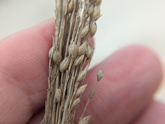 Panicum amarum