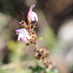 Thymus hyemalis